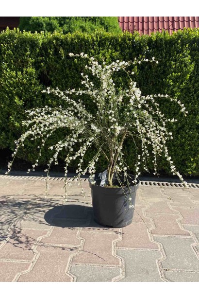 Саджанець рокитника Альбус — акцентна рослина для саду.